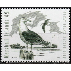 Maršalo salos 2015. Vandens paukščiai (Balnotasis kiras)